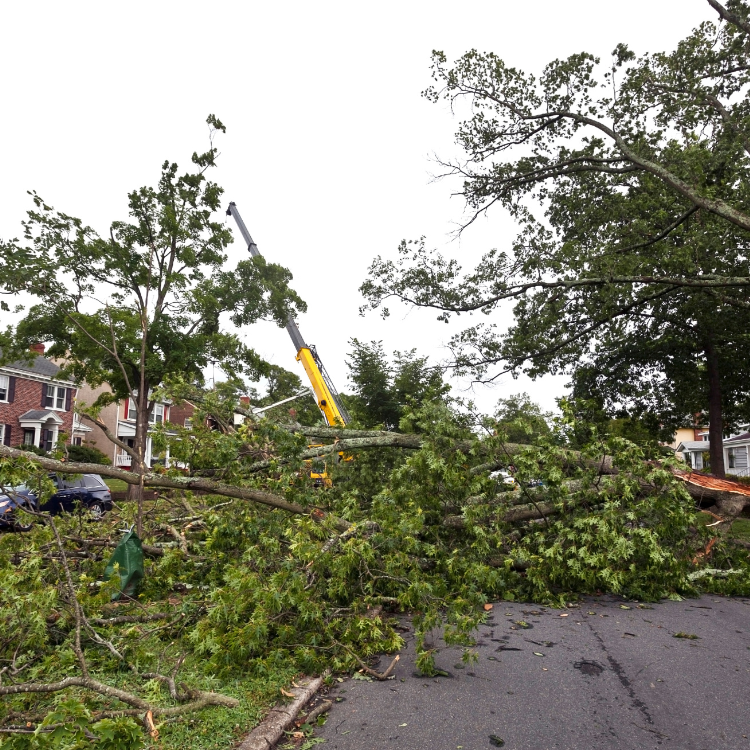 Tree Solutions in Michigan Tree Solutions in Michigan