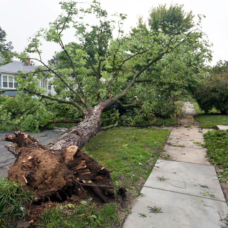 Tree Solutions in Michigan Tree Solutions in Michigan