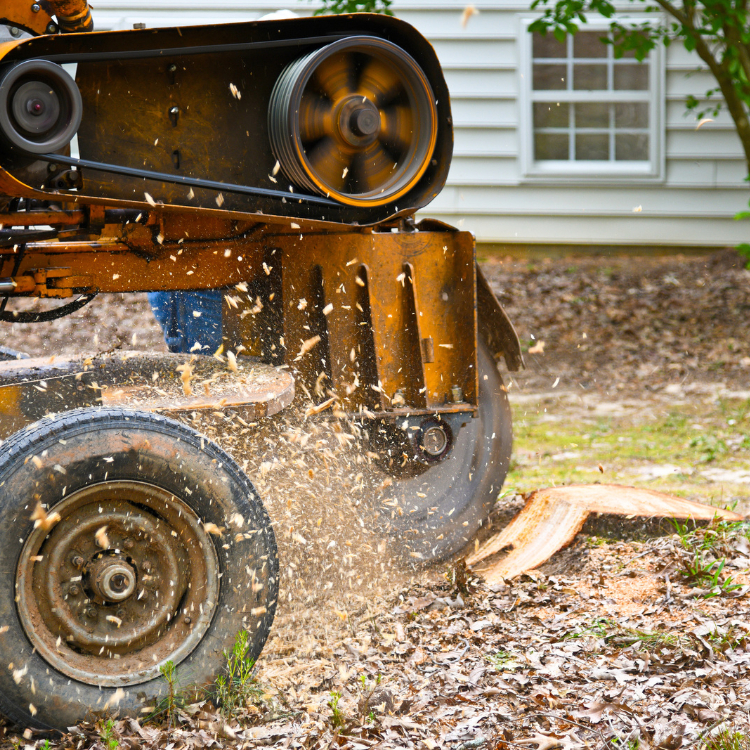 Tree Solutions in Michigan Tree Solutions in Michigan