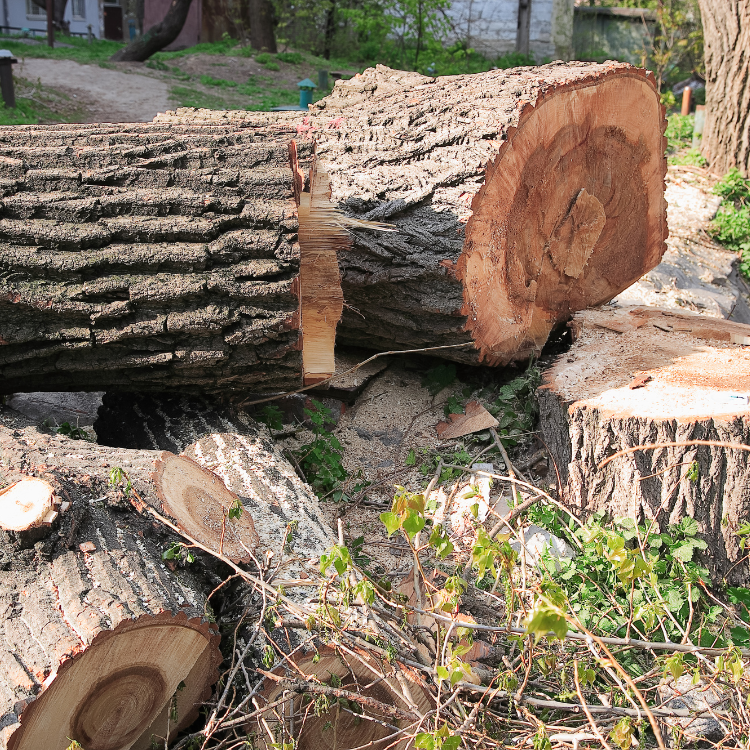 Tree Solutions in Michigan Tree Solutions in Michigan