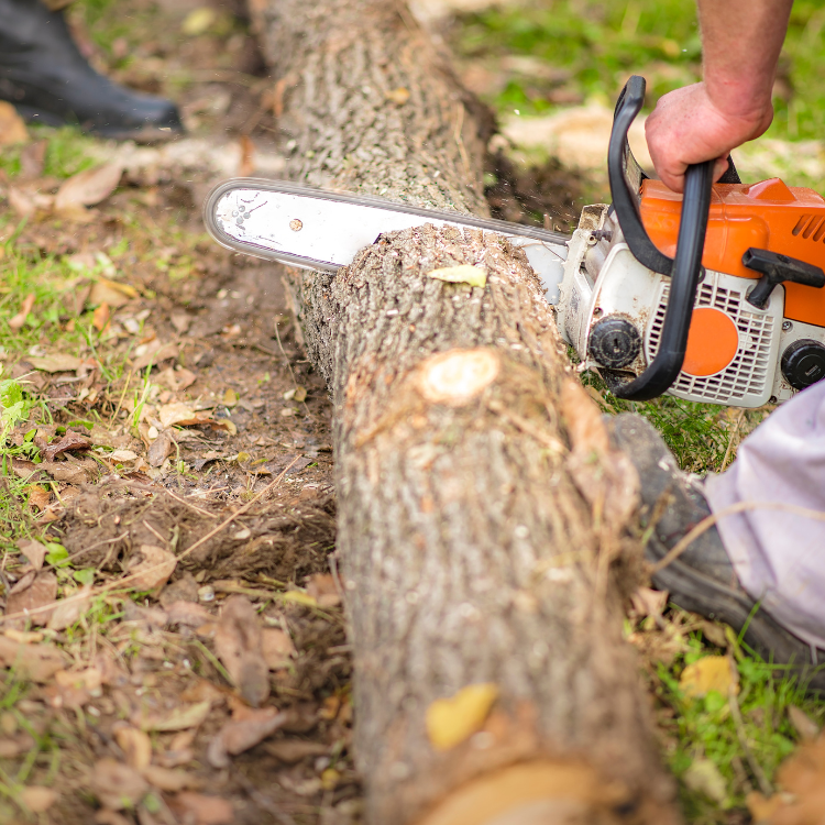 Tree Solutions in Michigan Tree Solutions in Michigan