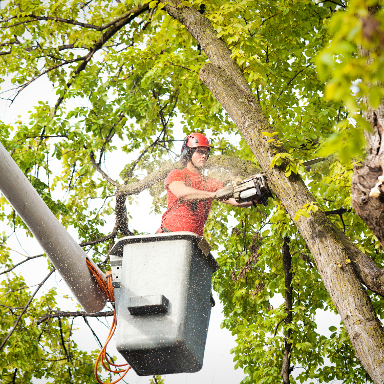 Tree Solutions in Michigan Tree Solutions in Michigan