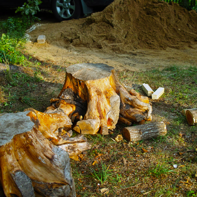 Tree Solutions in Michigan Tree Solutions in Michigan