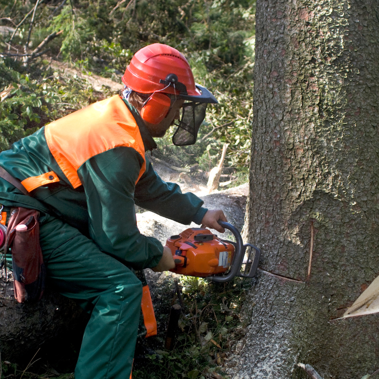 Tree Solutions in Michigan Tree Solutions in Michigan