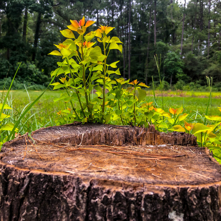 Tree Solutions in Michigan Tree Solutions in Michigan