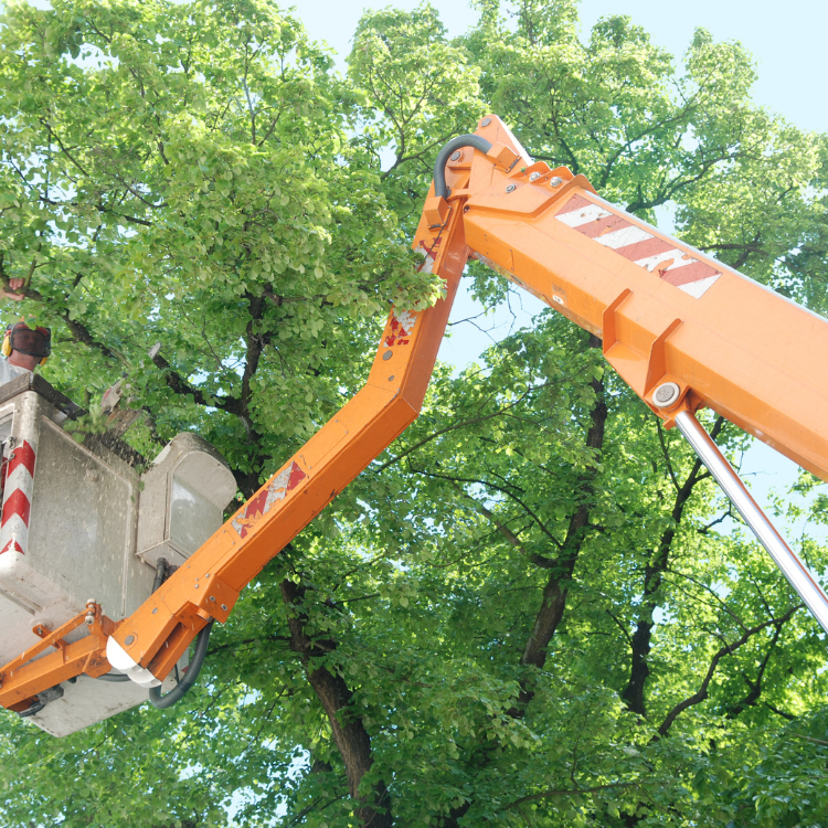 Tree Solutions in Michigan
