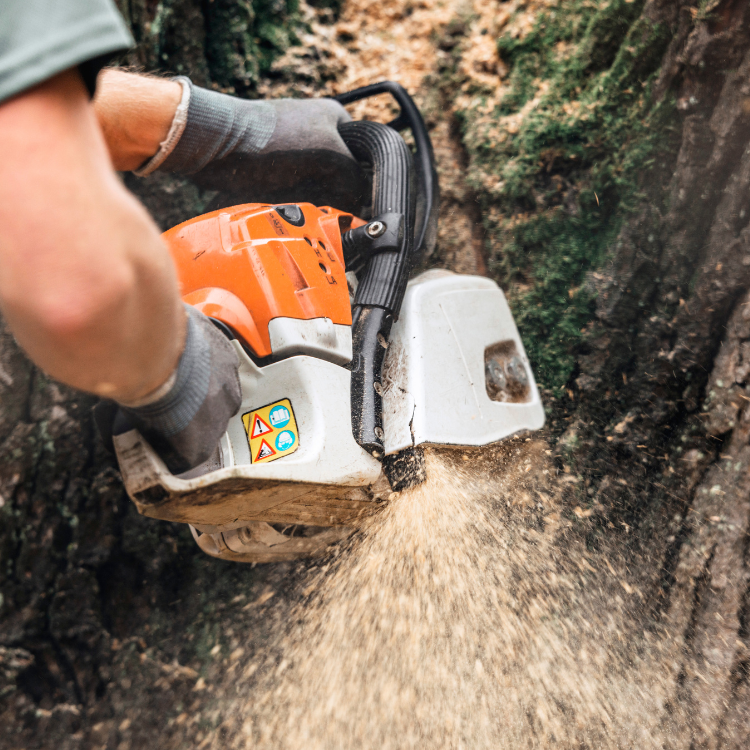 Tree Solutions in Michigan Tree Solutions in Michigan