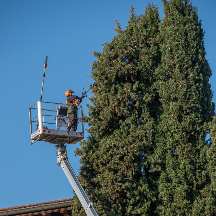 Tree Solutions in Michigan
