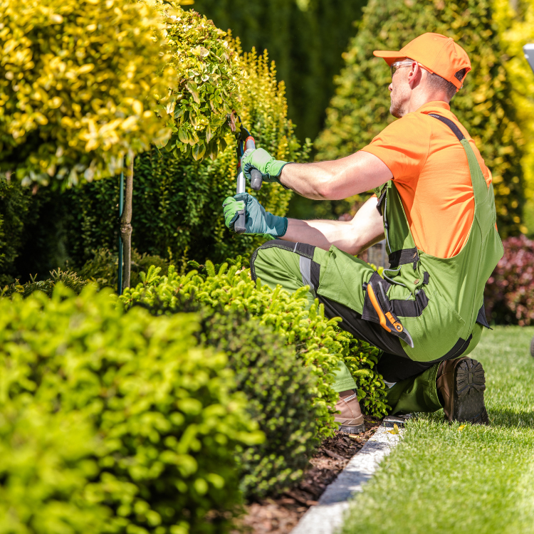 Tree Solutions in Michigan Tree Solutions in Michigan