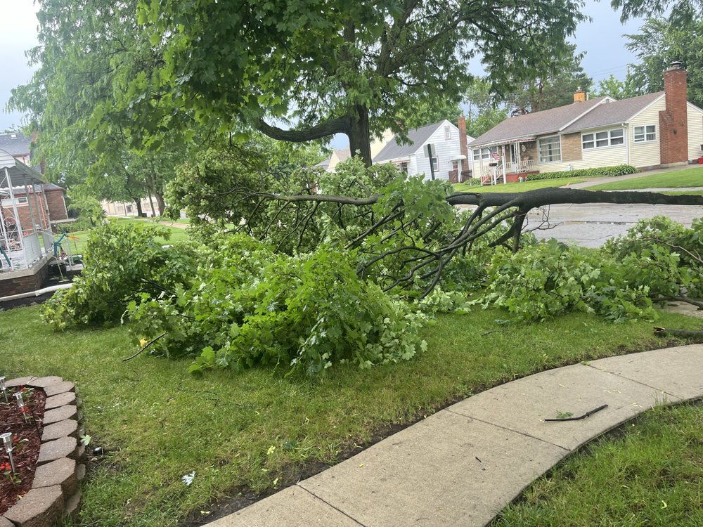 Tree Solutions in Michigan