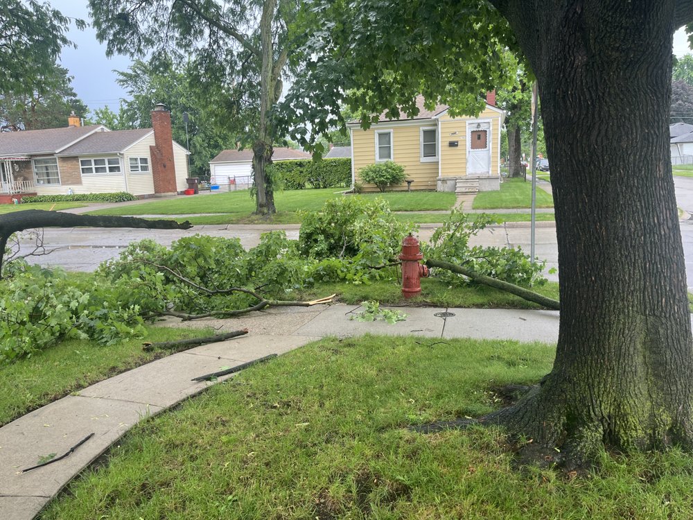 Tree Solutions in Michigan