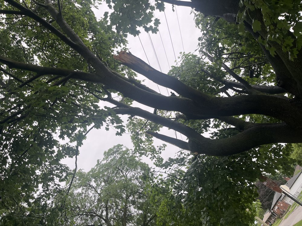 Tree Solutions in Michigan
